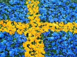 sveriges-nationaldag-2